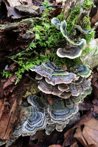 Turkey Tail Fungus and Delicate Fern Moss